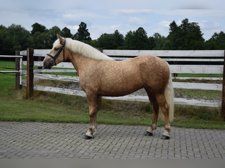 Poolse kar Bloed Merrie 2 Jaar 161 cm Palomino in Che&#x142;mno