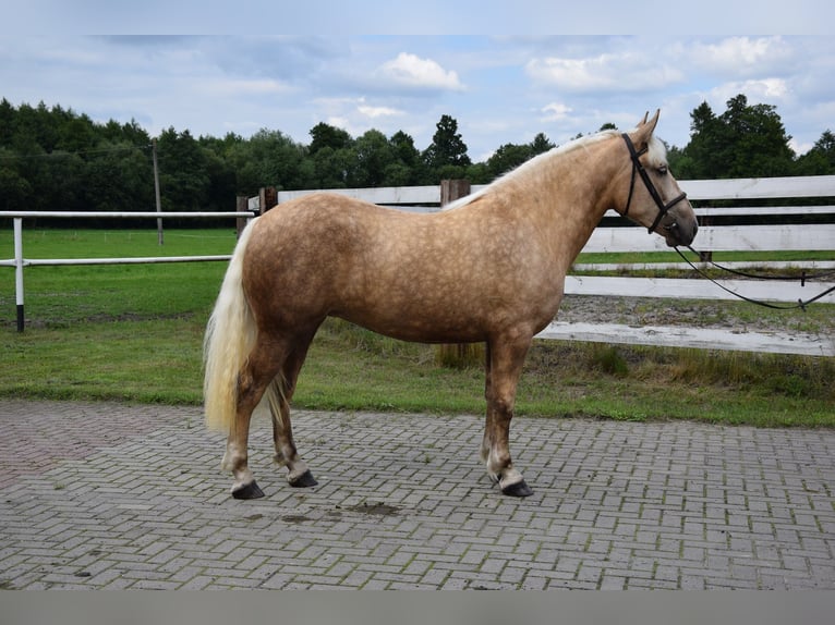 Poolse kar Bloed Merrie 2 Jaar 161 cm Palomino in Che&#x142;mno