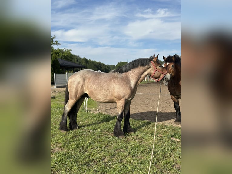 Poolse kar Bloed Merrie 2 Jaar 162 cm Roan-Bay in Przodkowo