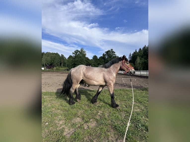 Poolse kar Bloed Merrie 2 Jaar 162 cm Roan-Bay in Przodkowo