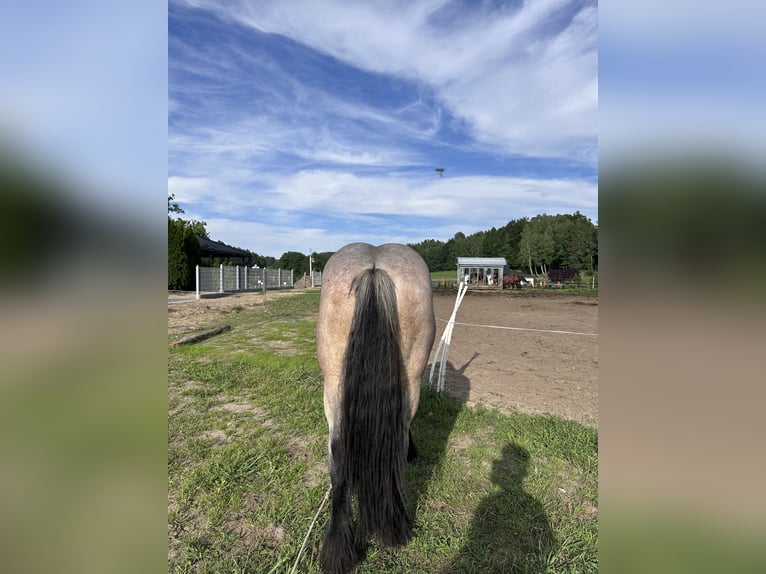 Poolse kar Bloed Merrie 2 Jaar 162 cm Roan-Bay in Przodkowo