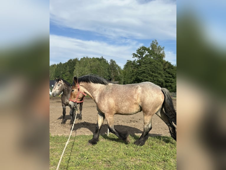 Poolse kar Bloed Merrie 2 Jaar 162 cm Roan-Bay in Przodkowo