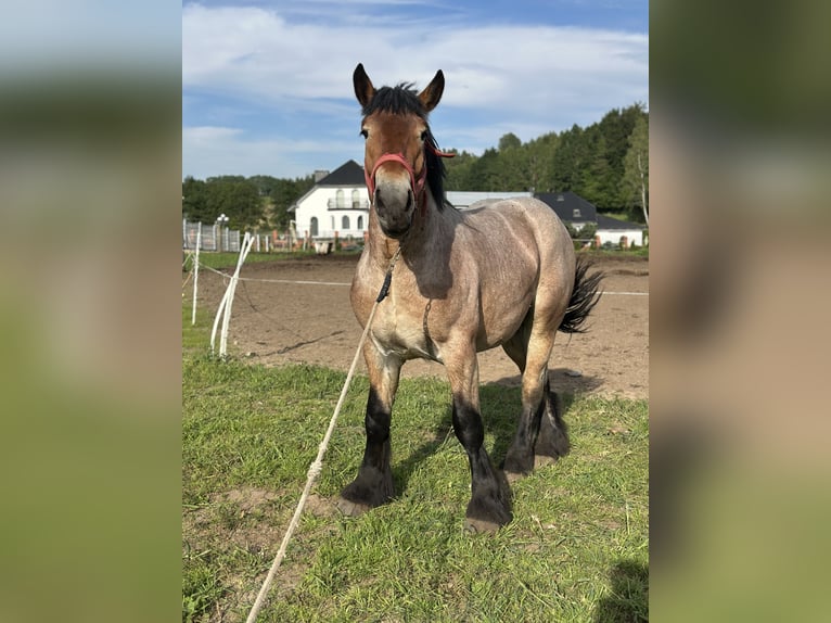 Poolse kar Bloed Merrie 2 Jaar 162 cm Roan-Bay in Przodkowo