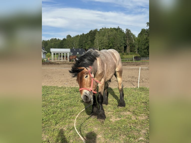 Poolse kar Bloed Merrie 2 Jaar 162 cm Roan-Bay in Przodkowo