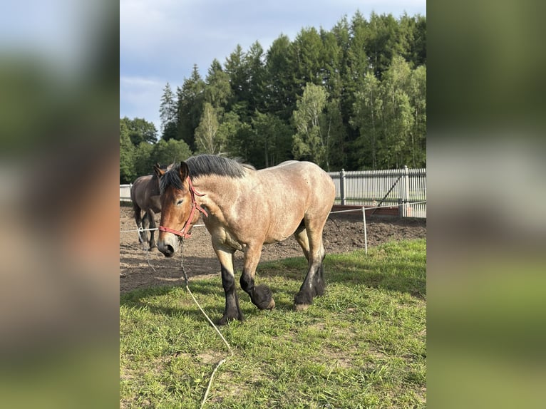 Poolse kar Bloed Merrie 2 Jaar 162 cm Roan-Bay in Przodkowo