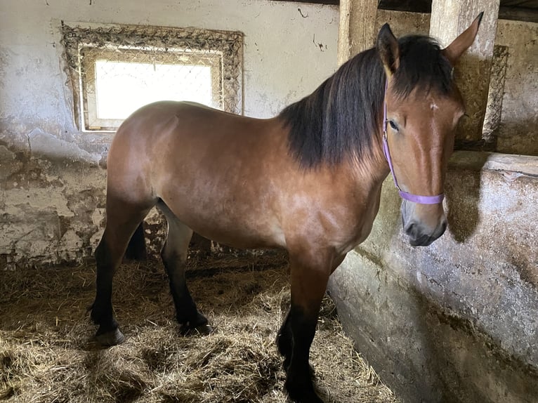 Poolse kar Bloed Mix Merrie 2 Jaar 170 cm Roodbruin in Morag