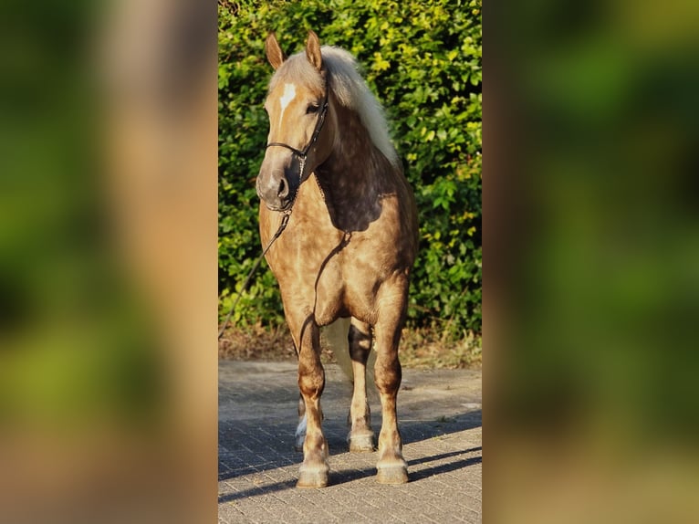 Poolse kar Bloed Merrie 3 Jaar 160 cm Champagne in Weert