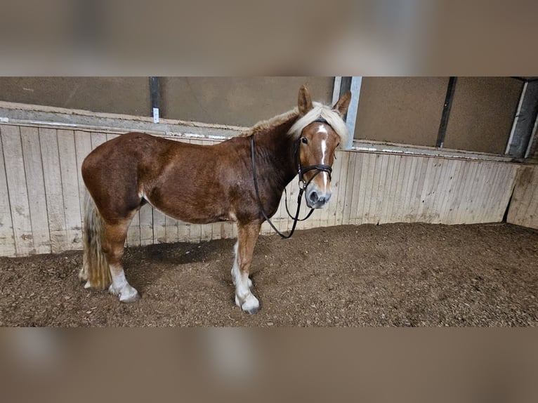Poolse kar Bloed Mix Merrie 3 Jaar 160 cm Falbe in Nieder-Olm
