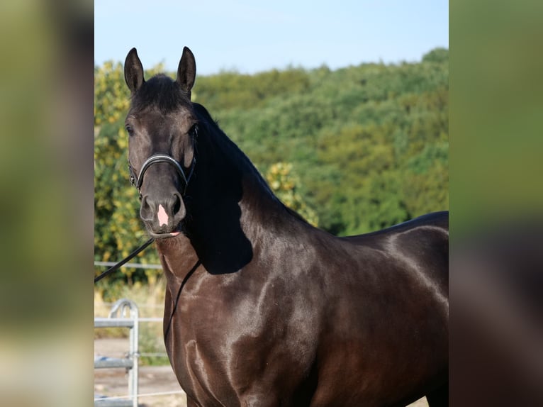 Poolse kar Bloed Merrie 3 Jaar 160 cm Zwart in Galenberg