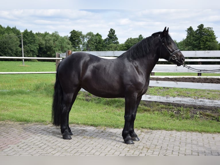 Poolse kar Bloed Merrie 3 Jaar 162 cm Zwart in Chełmno