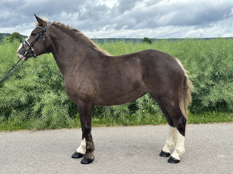 Poolse kar Bloed Mix Merrie 4 Jaar 150 cm Donkere-vos in Riedlingen