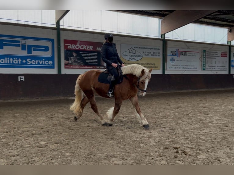 Poolse kar Bloed Merrie 4 Jaar 155 cm Vos in Osnabrück