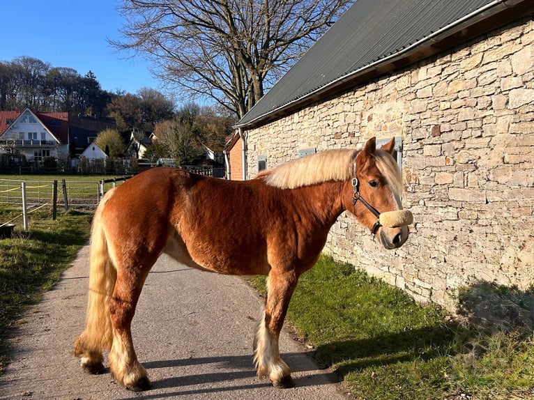 Poolse kar Bloed Merrie 4 Jaar 155 cm Vos in Osnabrück