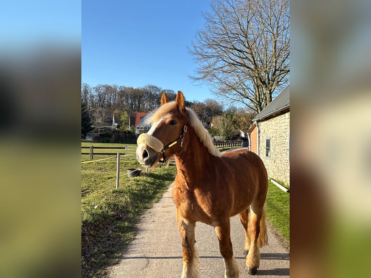 Poolse kar Bloed Merrie 4 Jaar 155 cm Vos in Osnabrück