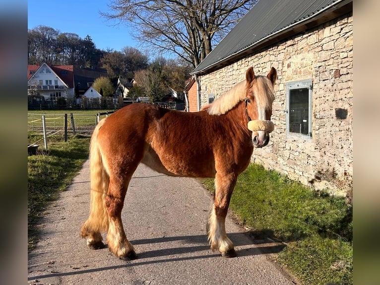 Poolse kar Bloed Merrie 4 Jaar 155 cm Vos in Osnabrück