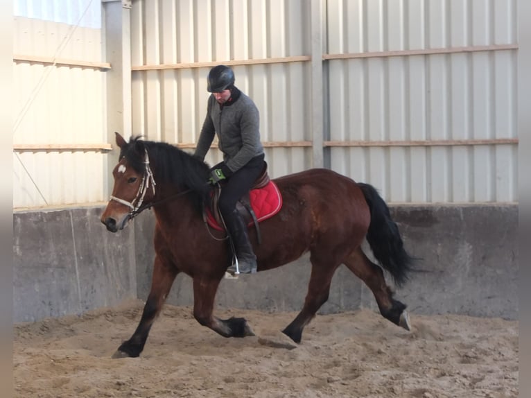 Poolse kar Bloed Merrie 4 Jaar 157 cm Bruin in Buttstädt