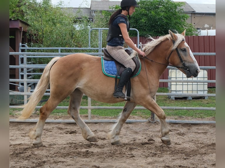 Poolse kar Bloed Merrie 4 Jaar 158 cm Palomino in Buttstädt