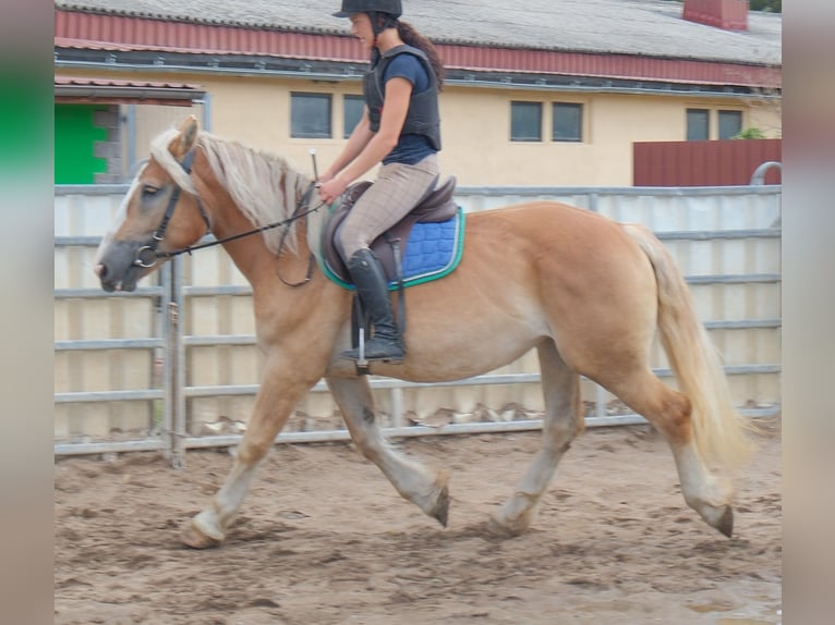 Poolse kar Bloed Merrie 4 Jaar 158 cm Palomino in Buttstädt