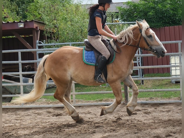 Poolse kar Bloed Merrie 4 Jaar 158 cm Palomino in Buttstädt