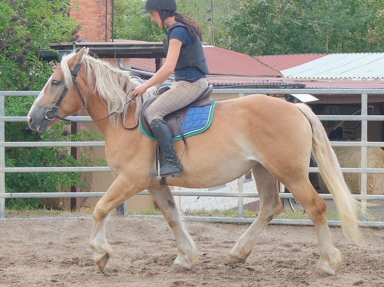 Poolse kar Bloed Merrie 4 Jaar 158 cm Palomino in Buttstädt