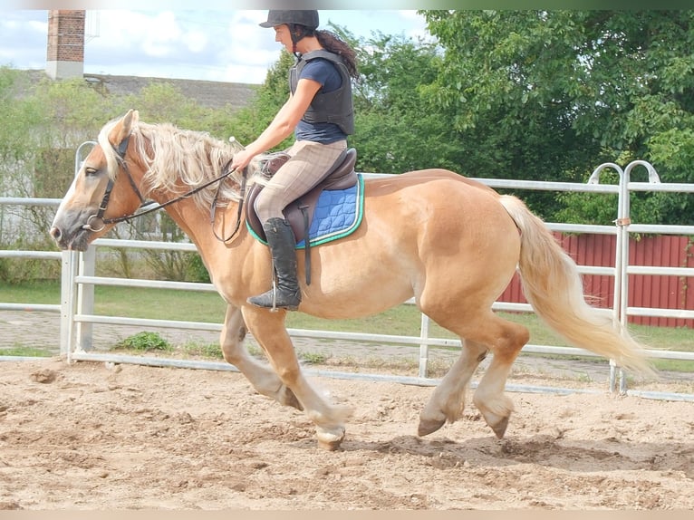 Poolse kar Bloed Merrie 4 Jaar 158 cm Palomino in Buttstädt