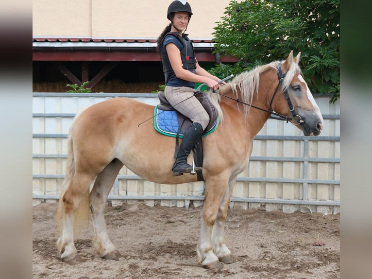 Poolse kar Bloed Merrie 4 Jaar 158 cm Palomino in Buttstädt