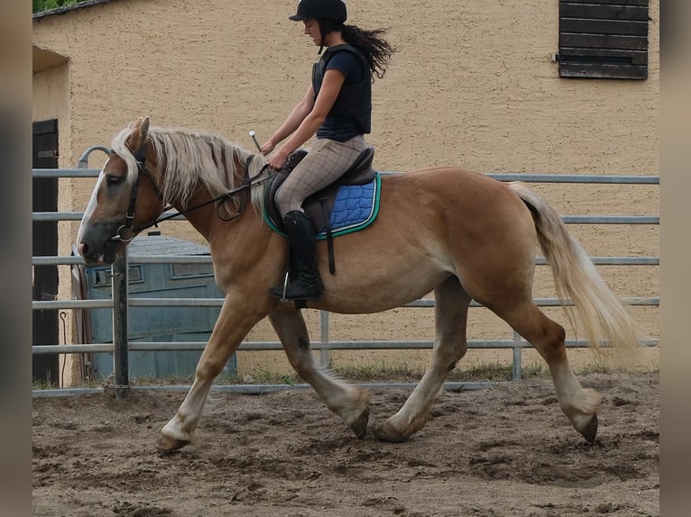 Poolse kar Bloed Merrie 4 Jaar 158 cm Palomino in Buttstädt