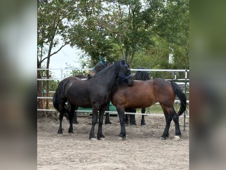 Poolse kar Bloed Merrie 4 Jaar 160 cm Bruin in Nebra