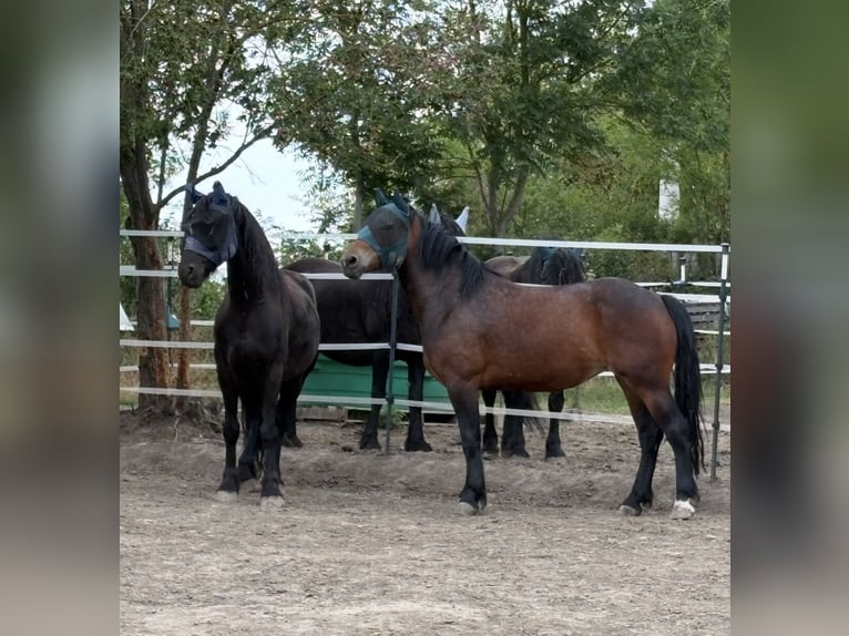 Poolse kar Bloed Merrie 4 Jaar 160 cm Bruin in Nebra