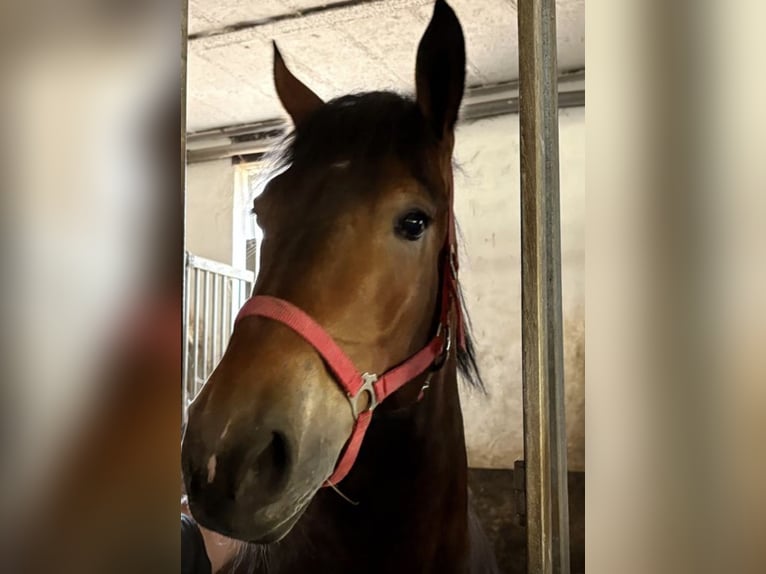Poolse kar Bloed Merrie 4 Jaar 160 cm Bruin in Nebra