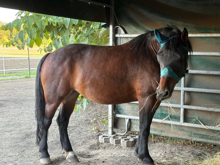 Poolse kar Bloed Merrie 4 Jaar 160 cm Bruin in Nebra