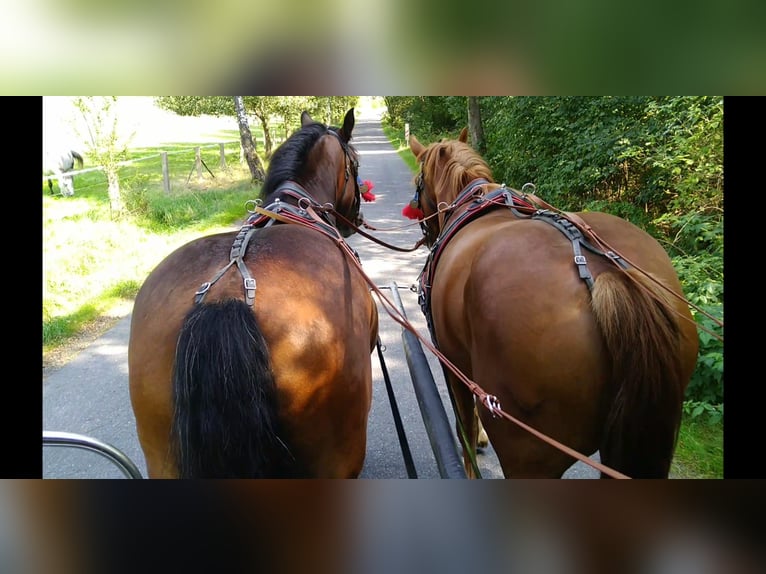 Poolse kar Bloed Merrie 4 Jaar 166 cm Donkerbruin in Kamenz