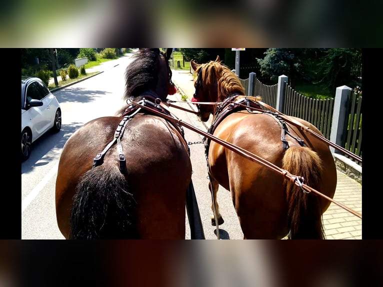 Poolse kar Bloed Merrie 4 Jaar 166 cm Donkerbruin in Kamenz