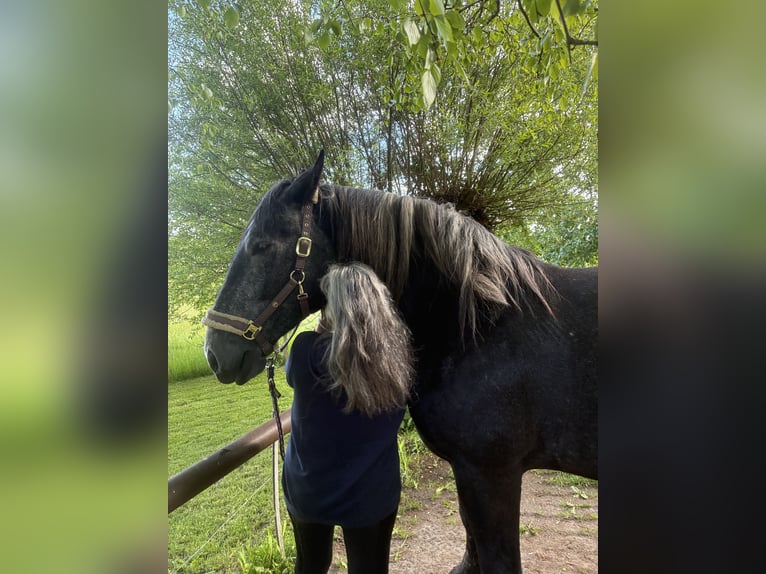 Poolse kar Bloed Mix Merrie 4 Jaar 169 cm  in BrahlstorfTeldau