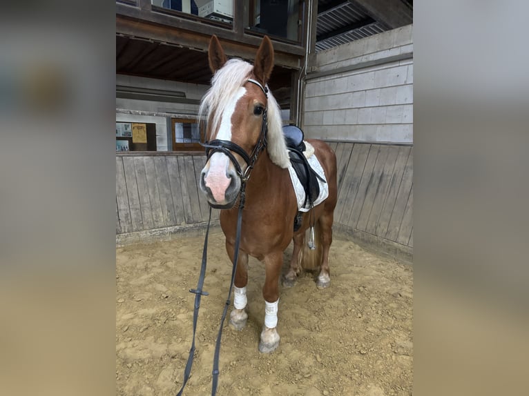 Poolse kar Bloed Mix Merrie 5 Jaar 154 cm Vos in Iserlohn