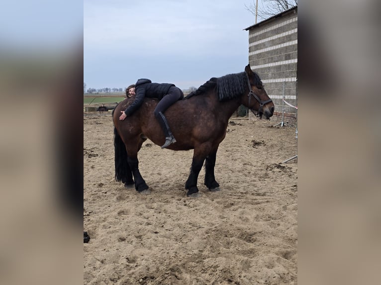 Poolse kar Bloed Merrie 5 Jaar 160 cm Roodbruin in Gniezno