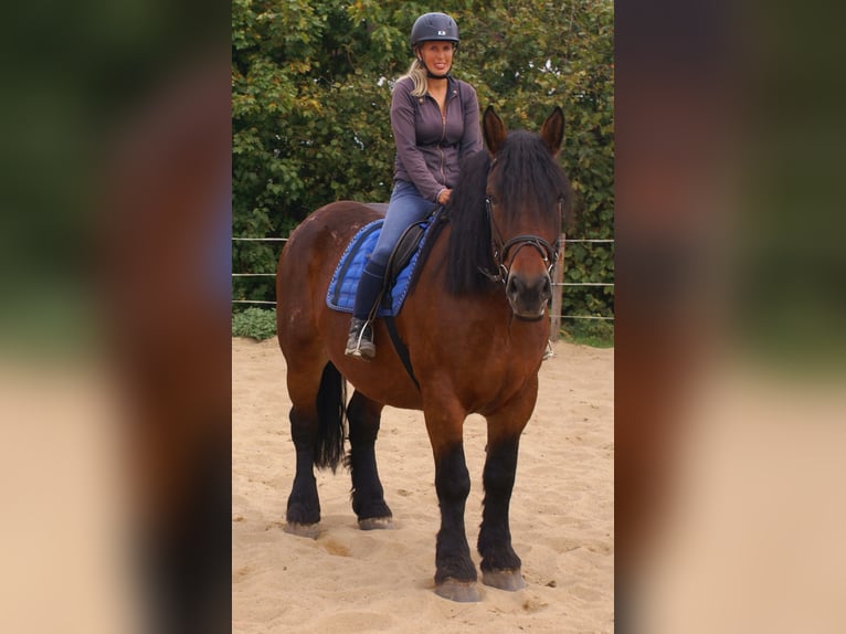 Poolse kar Bloed Merrie 5 Jaar 162 cm Bruin in Velpke