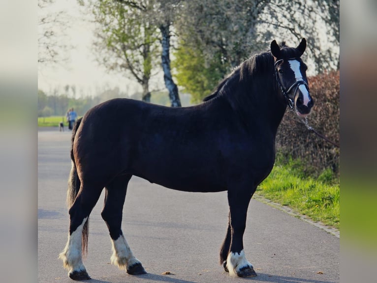 Poolse kar Bloed Merrie 5 Jaar 163 cm Zwart in Someren