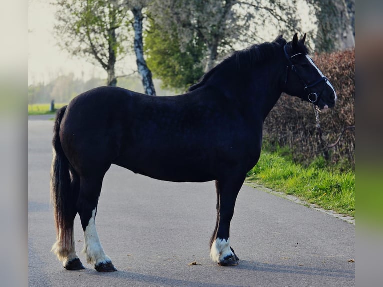 Poolse kar Bloed Merrie 5 Jaar 163 cm Zwart in Someren