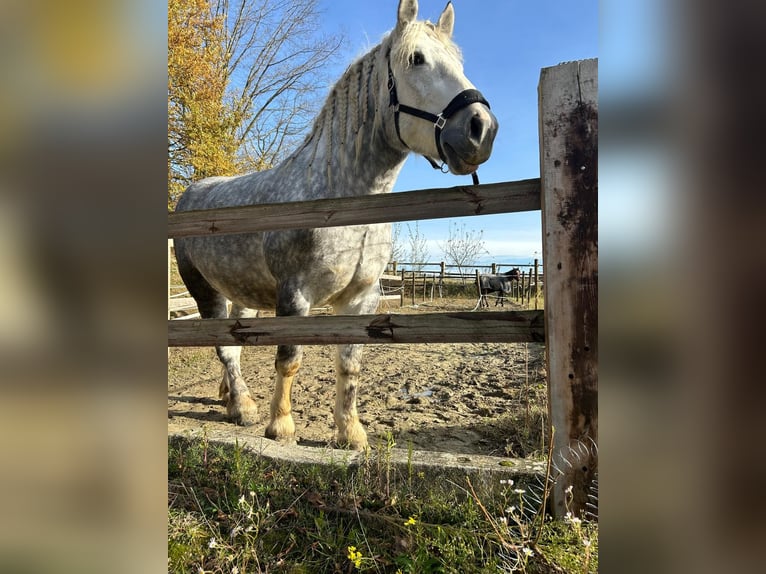 Poolse kar Bloed Merrie 5 Jaar 165 cm Schimmel in Essen
