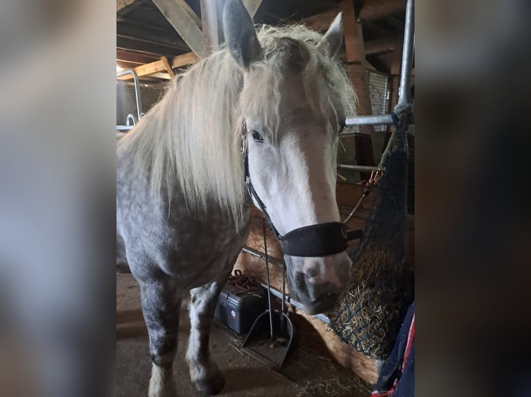 Poolse kar Bloed Merrie 5 Jaar 165 cm Schimmel in Essen