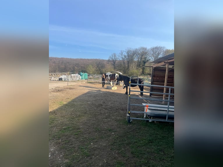 Poolse kar Bloed Mix Merrie 6 Jaar 153 cm Gevlekt-paard in Galenberg