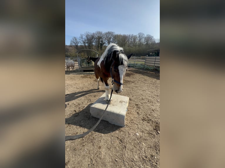 Poolse kar Bloed Mix Merrie 6 Jaar 153 cm Gevlekt-paard in Galenberg