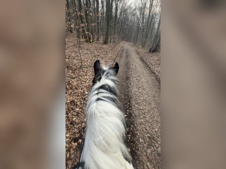 Poolse kar Bloed Mix Merrie 6 Jaar 153 cm Gevlekt-paard in Galenberg