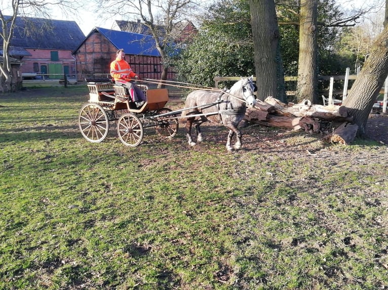 Poolse kar Bloed Merrie 6 Jaar 155 cm Schimmel in Woltersdorf