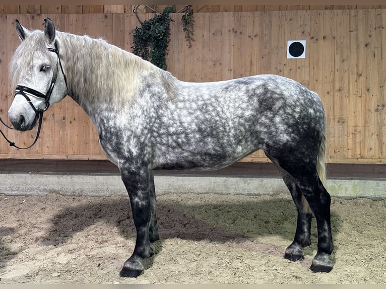 Poolse kar Bloed Mix Merrie 6 Jaar 160 cm Appelschimmel in Riedlingen