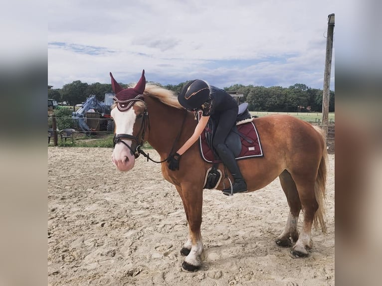Poolse kar Bloed Merrie 6 Jaar 160 cm Vos in Nettetal