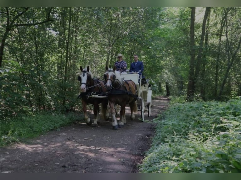 Poolse kar Bloed Merrie 6 Jaar 160 cm Vos in Nettetal