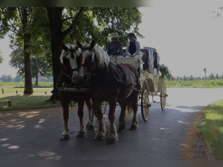 Poolse kar Bloed Merrie 6 Jaar 160 cm Vos in Nettetal