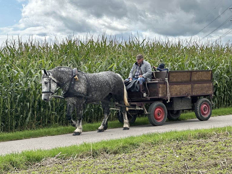 Poolse kar Bloed Merrie 6 Jaar 164 cm Appelschimmel in Riedlingen